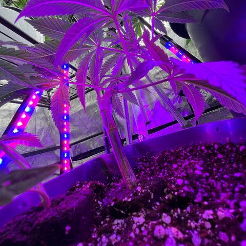 Mandarin Queen growlog timeline photo