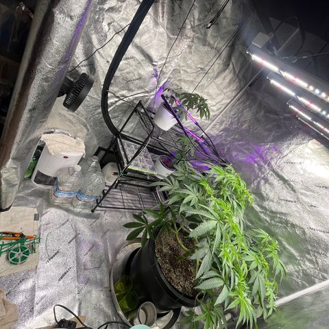 Mandarin Queen growlog timeline photo