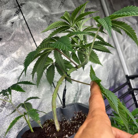 Mandarin Queen growlog timeline photo