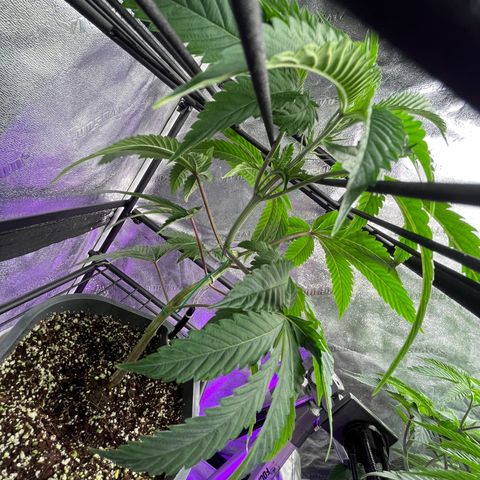Mandarin Queen growlog timeline photo