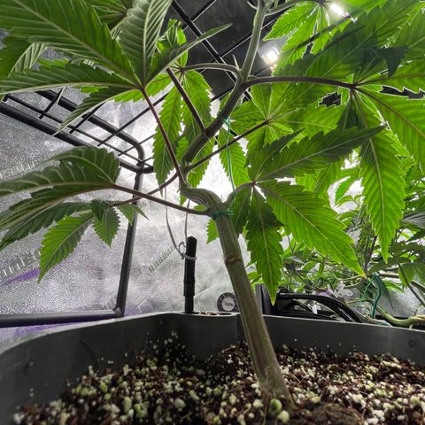 Mandarin Queen growlog timeline photo