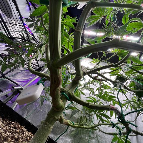 Mandarin Queen growlog timeline photo