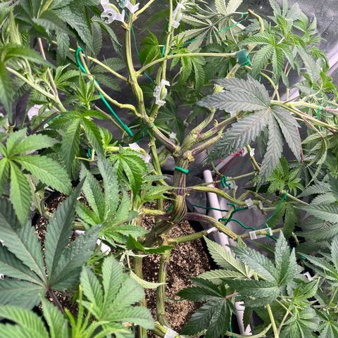 Mandarin Queen growlog timeline photo