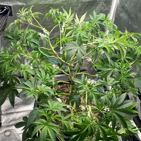 Mandarin Queen growlog timeline photo