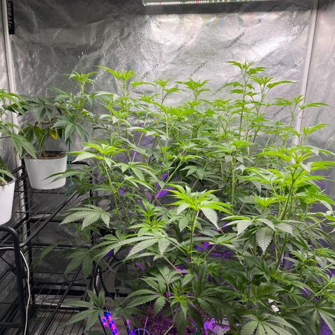 Mandarin Queen growlog photo: 11days in flower 🌺 