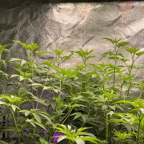 Mandarin Queen growlog photo: 11days in flower 🌺 