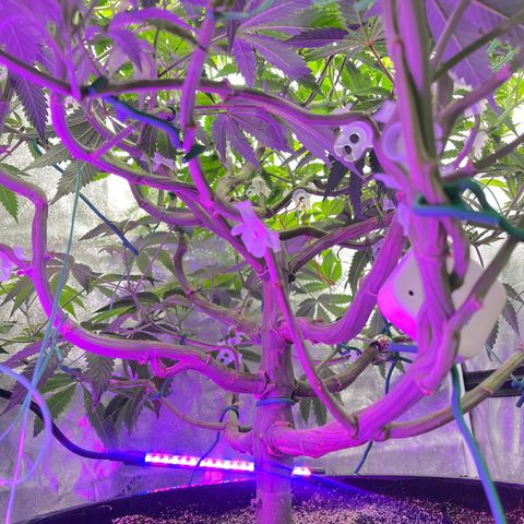 Mandarin Queen growlog photo: 11days in flower 🌺 