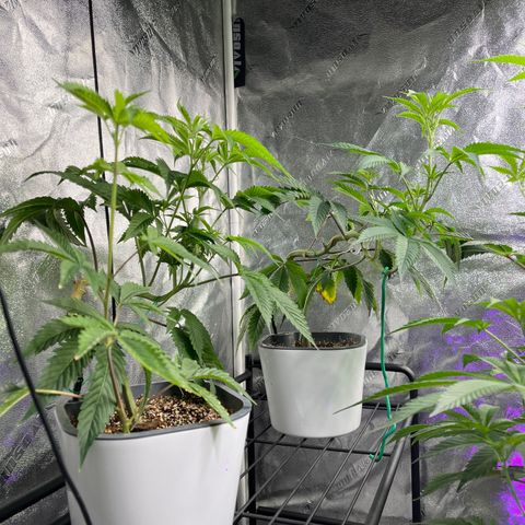 Mandarin Queen growlog photo: shits and giggles and their little random friend 