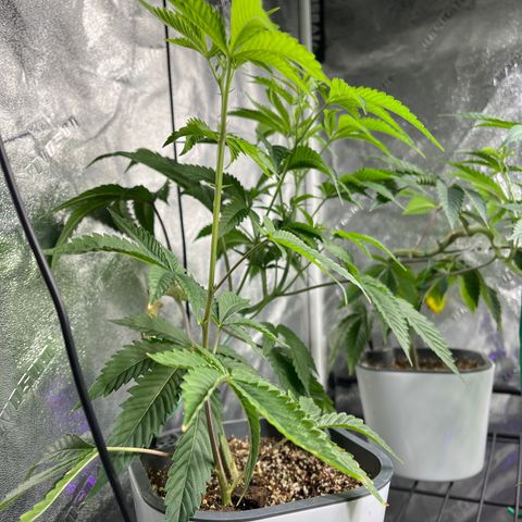 Mandarin Queen growlog photo: shits and giggles and their little random friend 