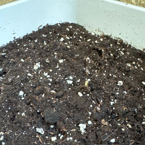 Dark Devil Auto growlog photo: Hoy a salido la plantula. 