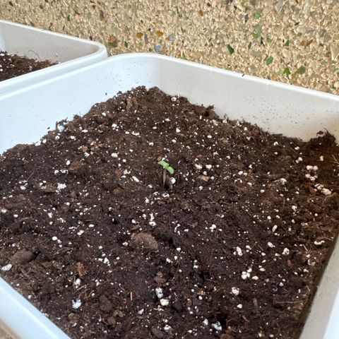 Dark Devil Auto growlog photo: Hoy a salido la plantula. 