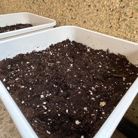 Dark Devil Auto growlog photo: Hoy a salido la plantula. 