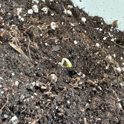 Dark Devil Auto growlog photo: La tercera que no había salido, hoy la ayude un poco y asomó la cabeza, hoy a la 13:00 de mediodía, está así. 