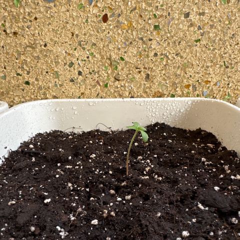 Dark Devil Auto growlog photo: Regado con agua y enraizante 0.1ml la primera semana de crecimiento. (Se puede usar en cada riego).