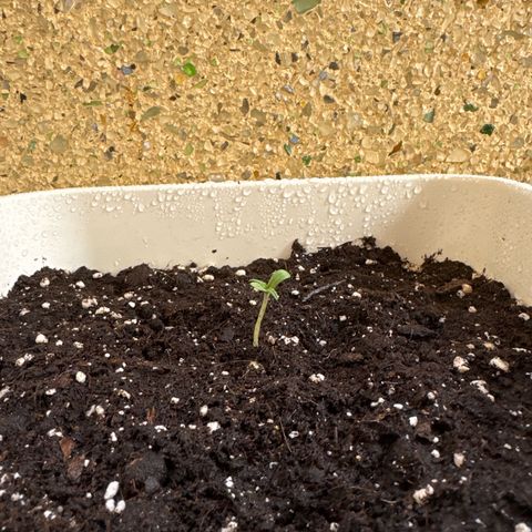 Dark Devil Auto growlog photo: Regado con agua y enraizante 0.1ml la primera semana de crecimiento. (Se puede usar en cada riego).