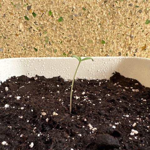 Dark Devil Auto growlog photo: Regado con agua y enraizante 0.1ml la primera semana de crecimiento. (Se puede usar en cada riego).