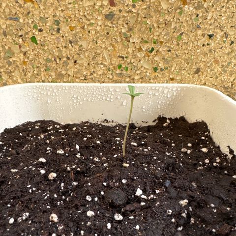 Dark Devil Auto growlog photo: Regado con agua y enraizante 0.1ml la primera semana de crecimiento. (Se puede usar en cada riego).