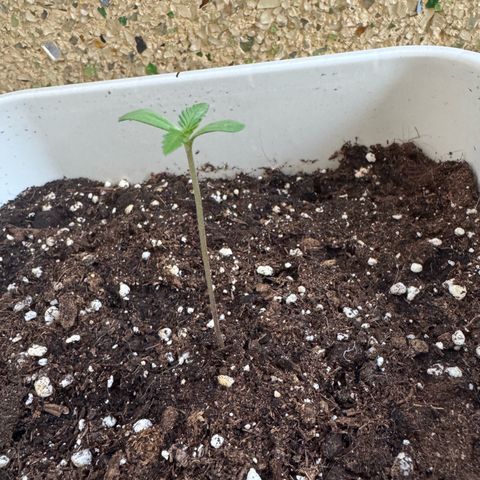 Dark Devil Auto growlog timeline photo