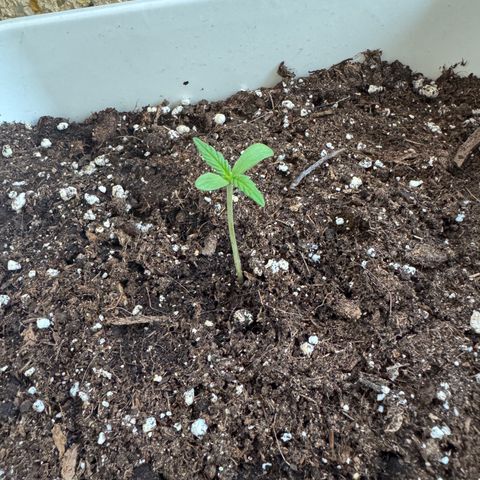 Dark Devil Auto growlog timeline photo