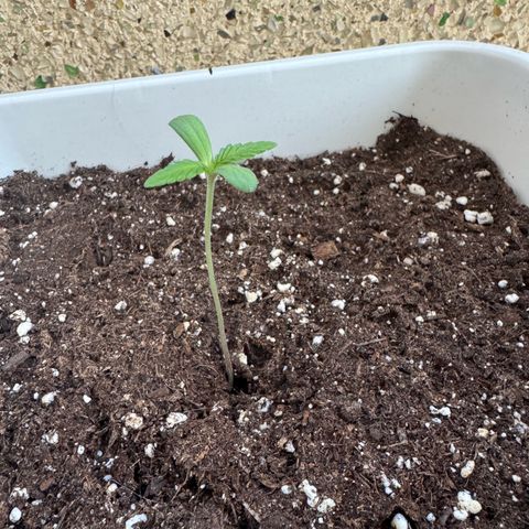 Dark Devil Auto growlog timeline photo