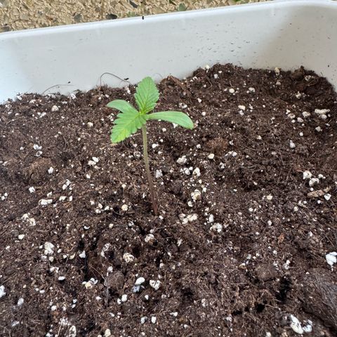 Dark Devil Auto growlog timeline photo