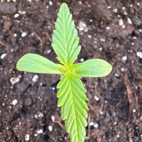 Dark Devil Auto growlog photo: Añadí un poco de sustrato extra para cubrir un poco más el tallo.