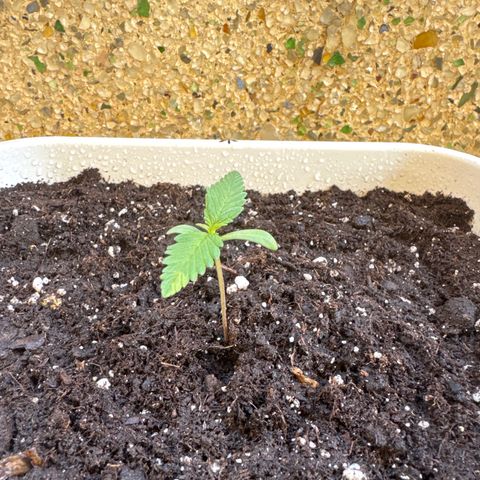 Dark Devil Auto growlog photo: Añadí un poco de sustrato extra para cubrir un poco más el tallo.