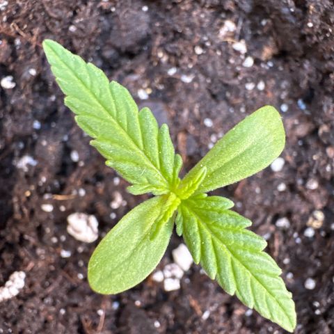 Dark Devil Auto growlog photo: Añadí un poco de sustrato extra para cubrir un poco más el tallo.