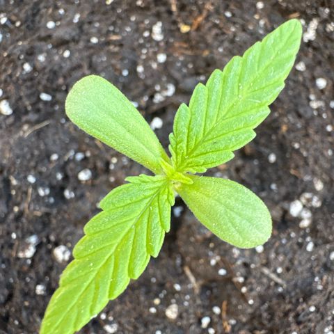 Dark Devil Auto growlog photo: Añadí un poco de sustrato extra para cubrir un poco más el tallo.