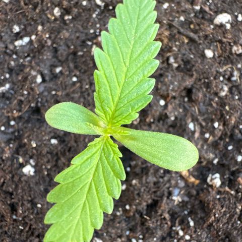 Dark Devil Auto growlog photo: Añadí un poco de sustrato extra para cubrir un poco más el tallo.