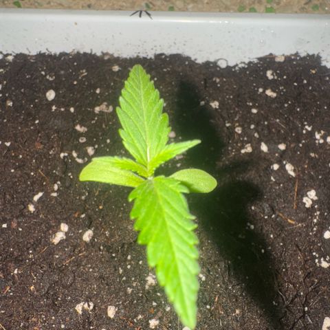 Dark Devil Auto growlog timeline photo