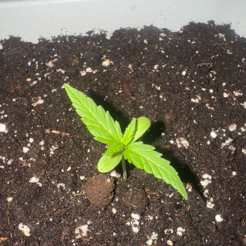 Dark Devil Auto growlog timeline photo