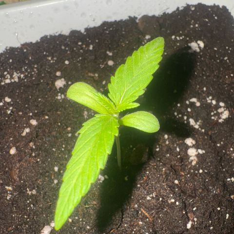 Dark Devil Auto growlog timeline photo