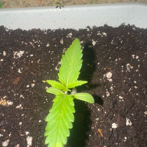 Dark Devil Auto growlog timeline photo