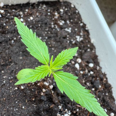 Dark Devil Auto growlog timeline photo