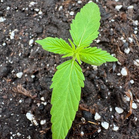 Dark Devil Auto growlog timeline photo