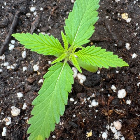 Dark Devil Auto growlog timeline photo