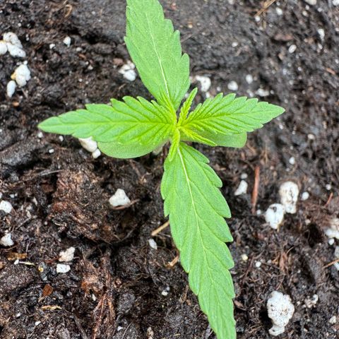 Dark Devil Auto growlog timeline photo