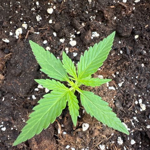 Dark Devil Auto growlog timeline photo