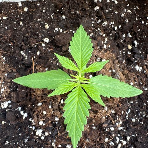 Dark Devil Auto growlog timeline photo