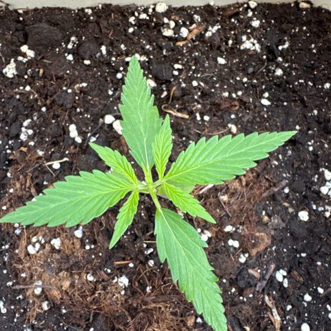 Dark Devil Auto growlog timeline photo