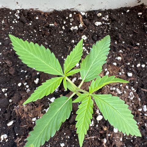 Dark Devil Auto growlog timeline photo