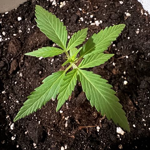 Dark Devil Auto growlog timeline photo