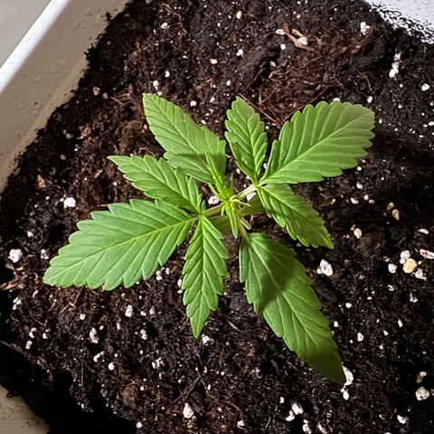 Dark Devil Auto growlog timeline photo