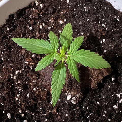 Dark Devil Auto growlog timeline photo