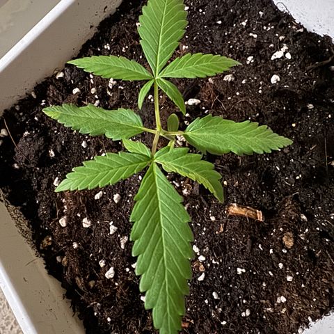 Dark Devil Auto growlog timeline photo