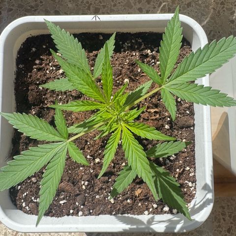 Dark Devil Auto growlog photo: Buenos días.
