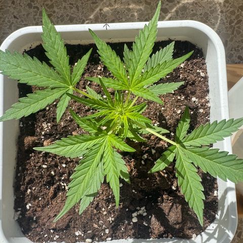 Dark Devil Auto growlog photo: Buenos días.