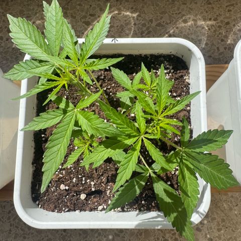 Dark Devil Auto growlog photo: Buenos días.