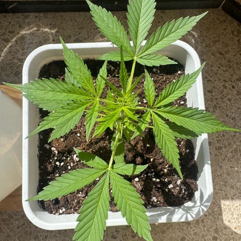 Dark Devil Auto growlog photo: Buenos días.